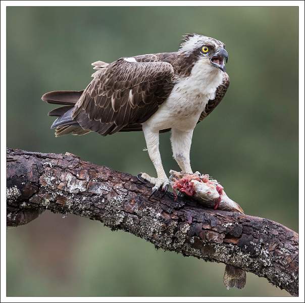 Osprey Feeding AE19.jpg
